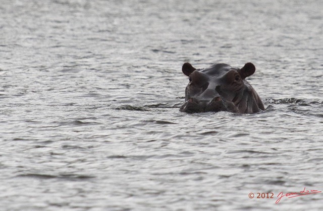 209 LOANGO Inyoungou Lagune Ngove Hippopotame Hippopotamus amphibius 12E5K2IMG_79454wtmk.jpg